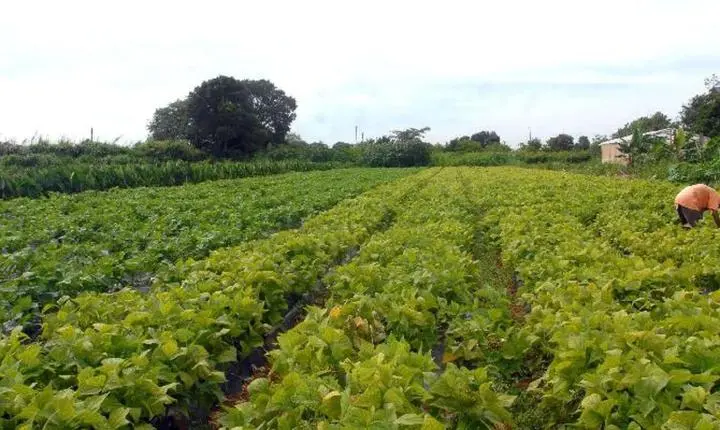 Segurança alimentar e povos indígenas têm R$ 64,3 milhões em crédito
